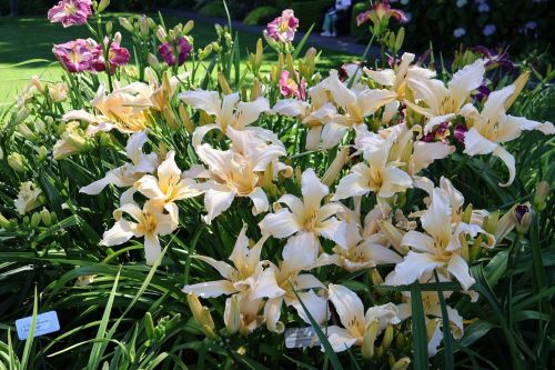 Pony Up (Holmes-Owen,2014)  Winner of this years President’s Cup, the most outstanding clump observed at the National Convention.